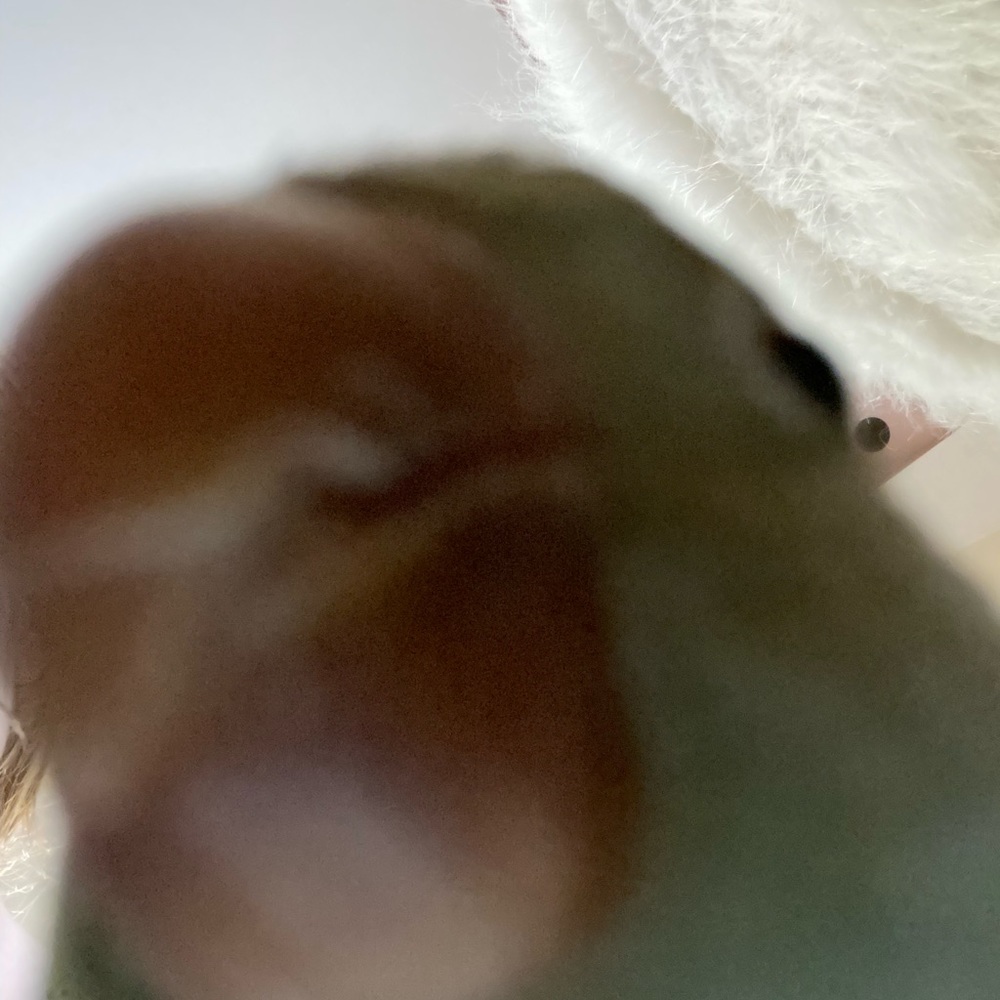 Meet your Posher, Layla